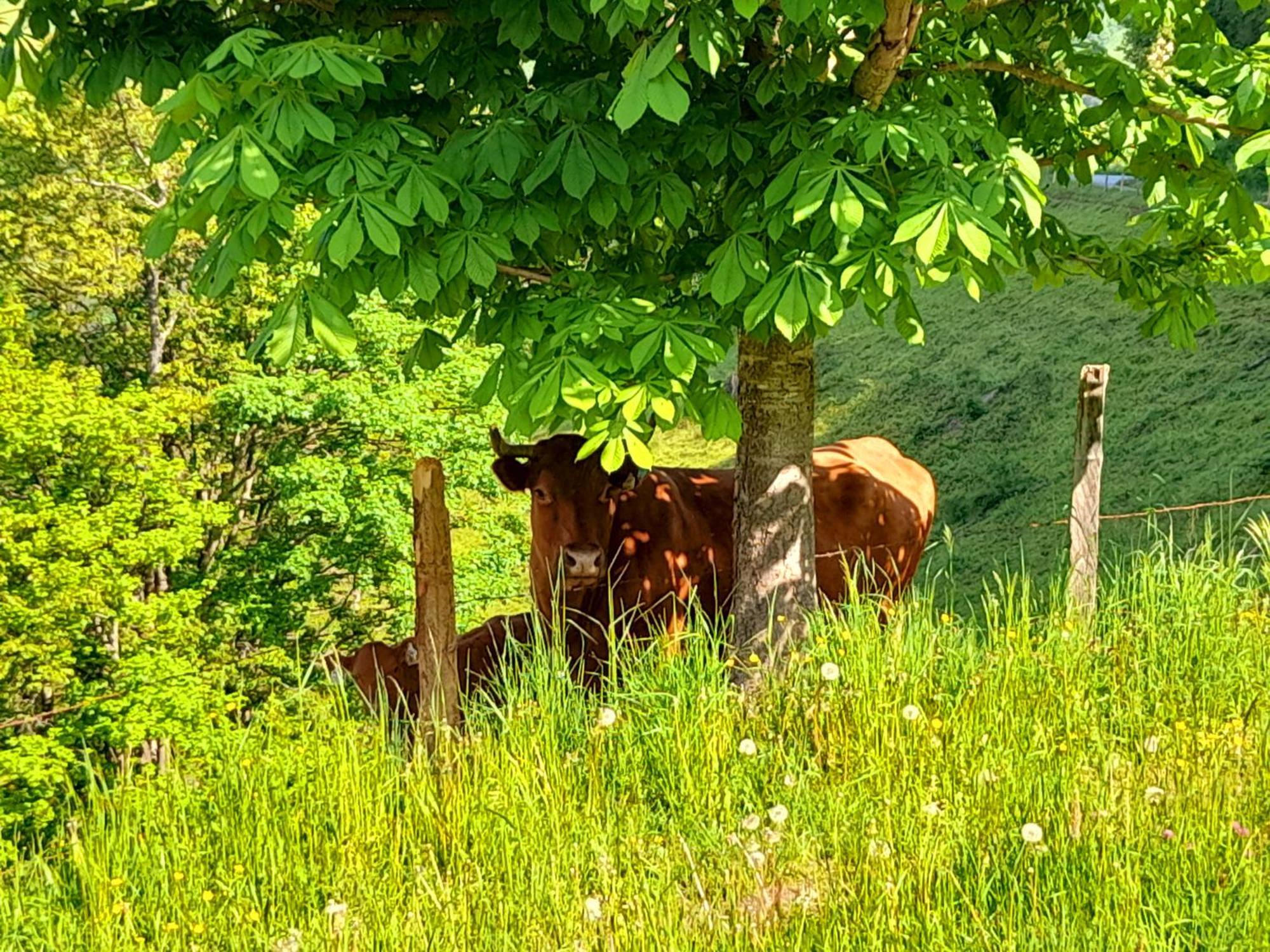 Hallmoosgut Sankt Johann im Pongau Dış mekan fotoğraf
