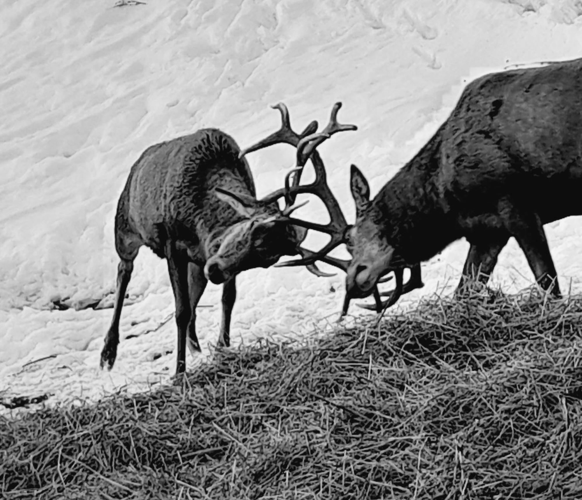 Hallmoosgut Sankt Johann im Pongau Dış mekan fotoğraf