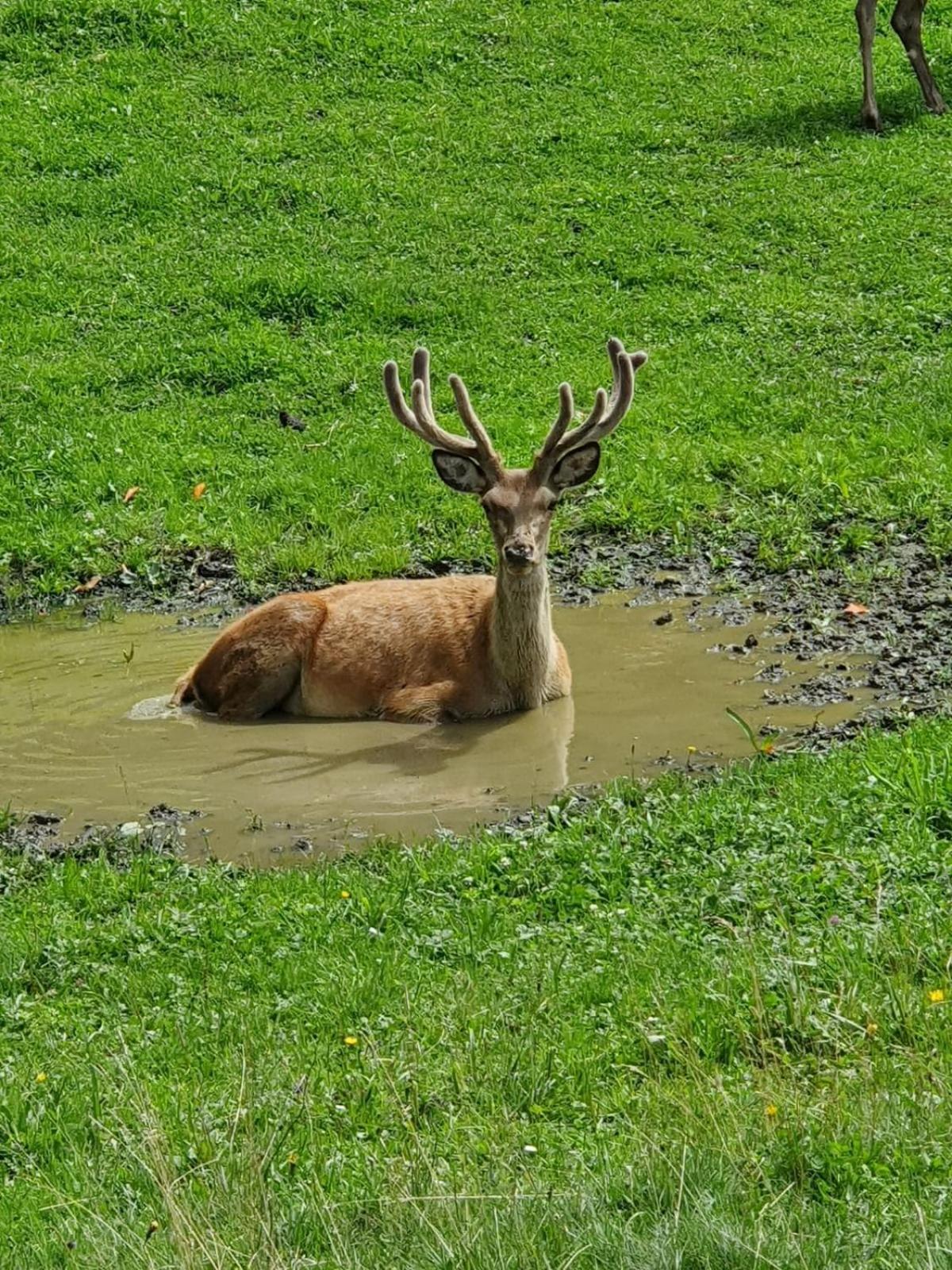Hallmoosgut Sankt Johann im Pongau Dış mekan fotoğraf