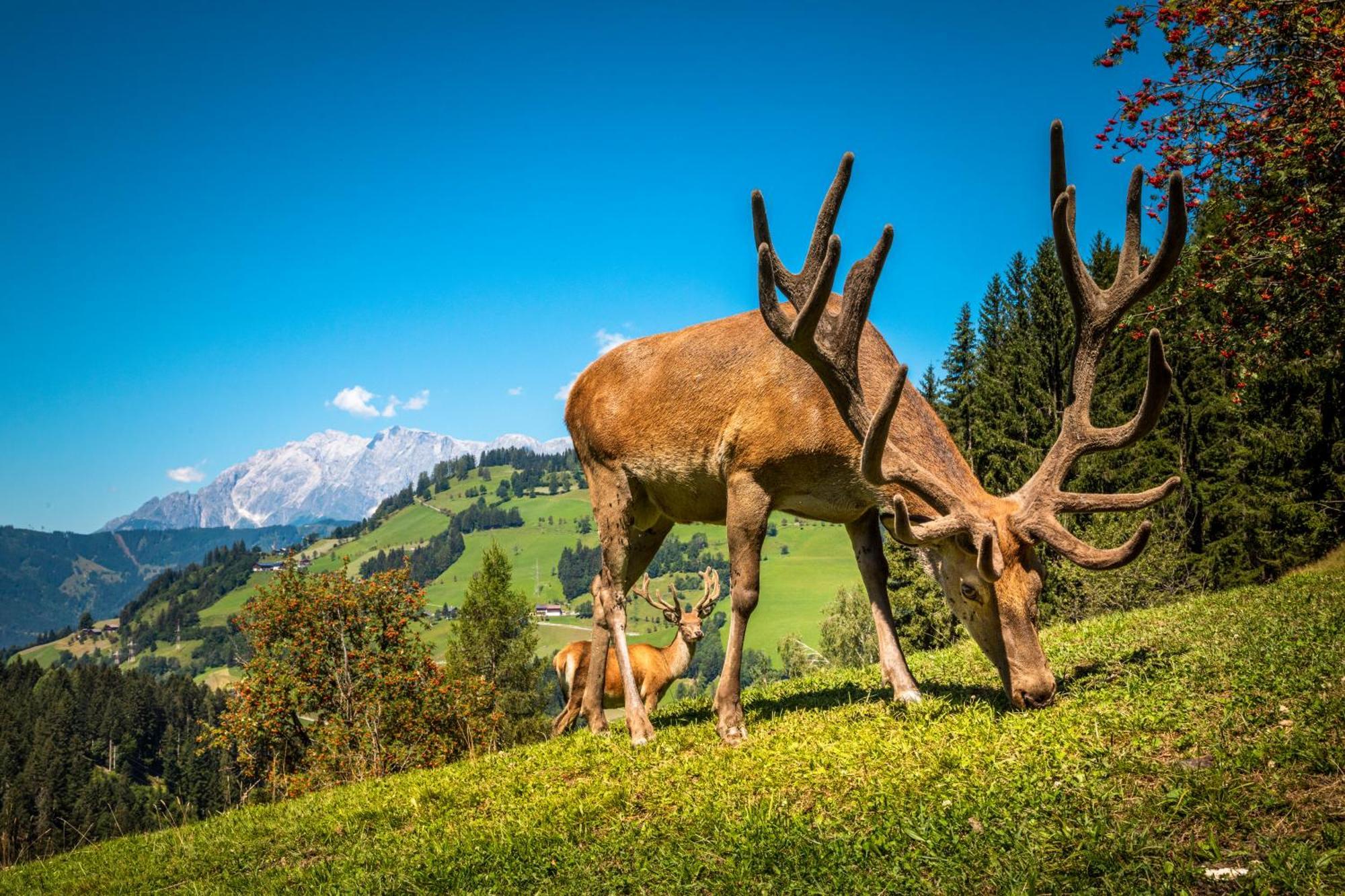 Hallmoosgut Sankt Johann im Pongau Dış mekan fotoğraf