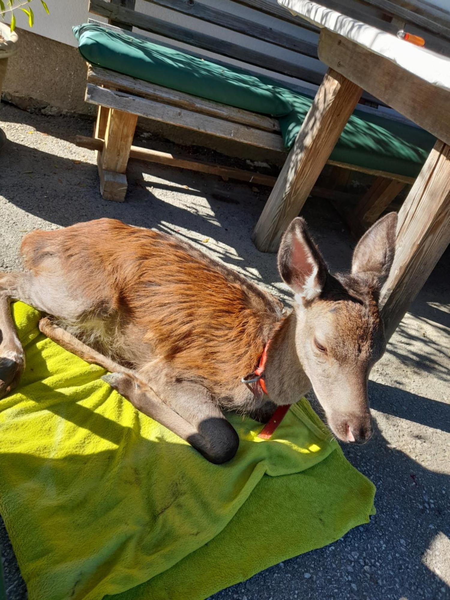 Hallmoosgut Sankt Johann im Pongau Dış mekan fotoğraf
